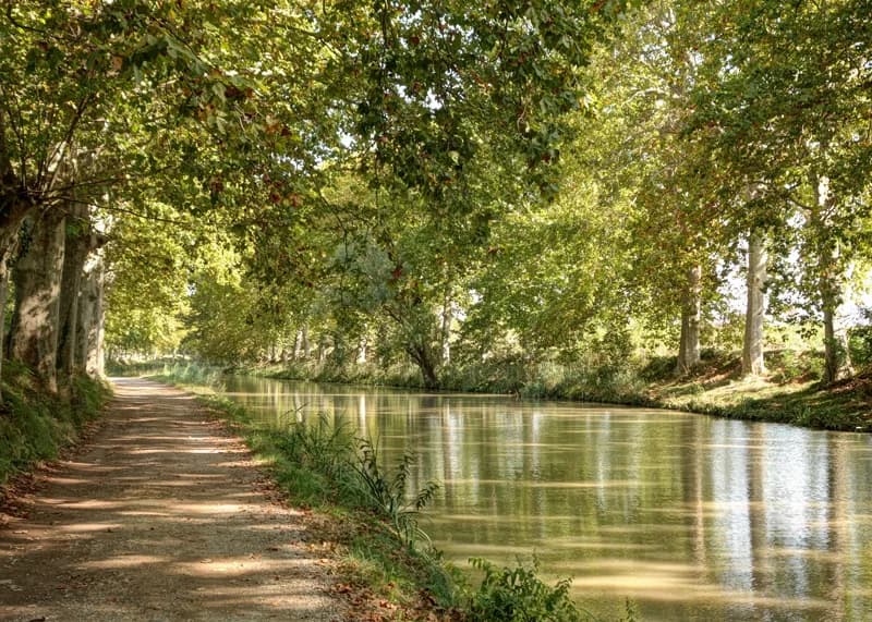 Plane trees along the Canal du Midi