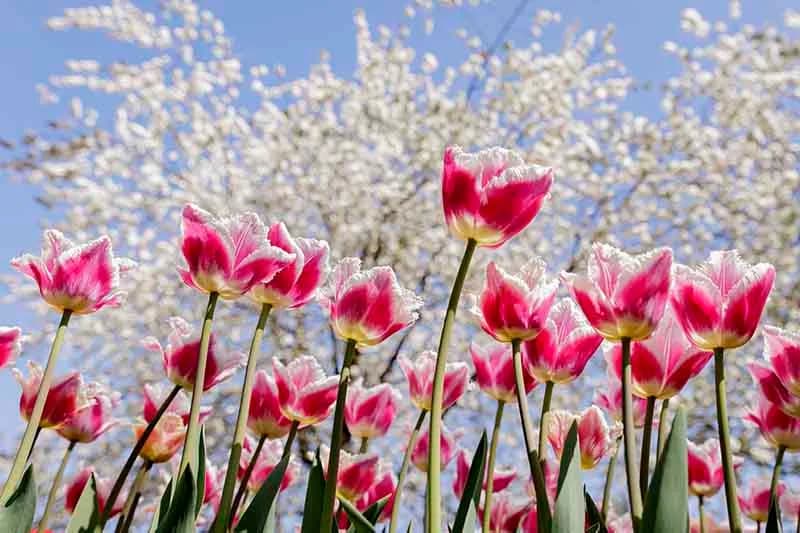 Tulipanes en Keukenhof