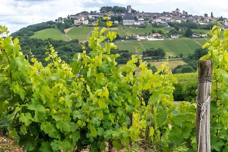 Vineyards below Sancerre