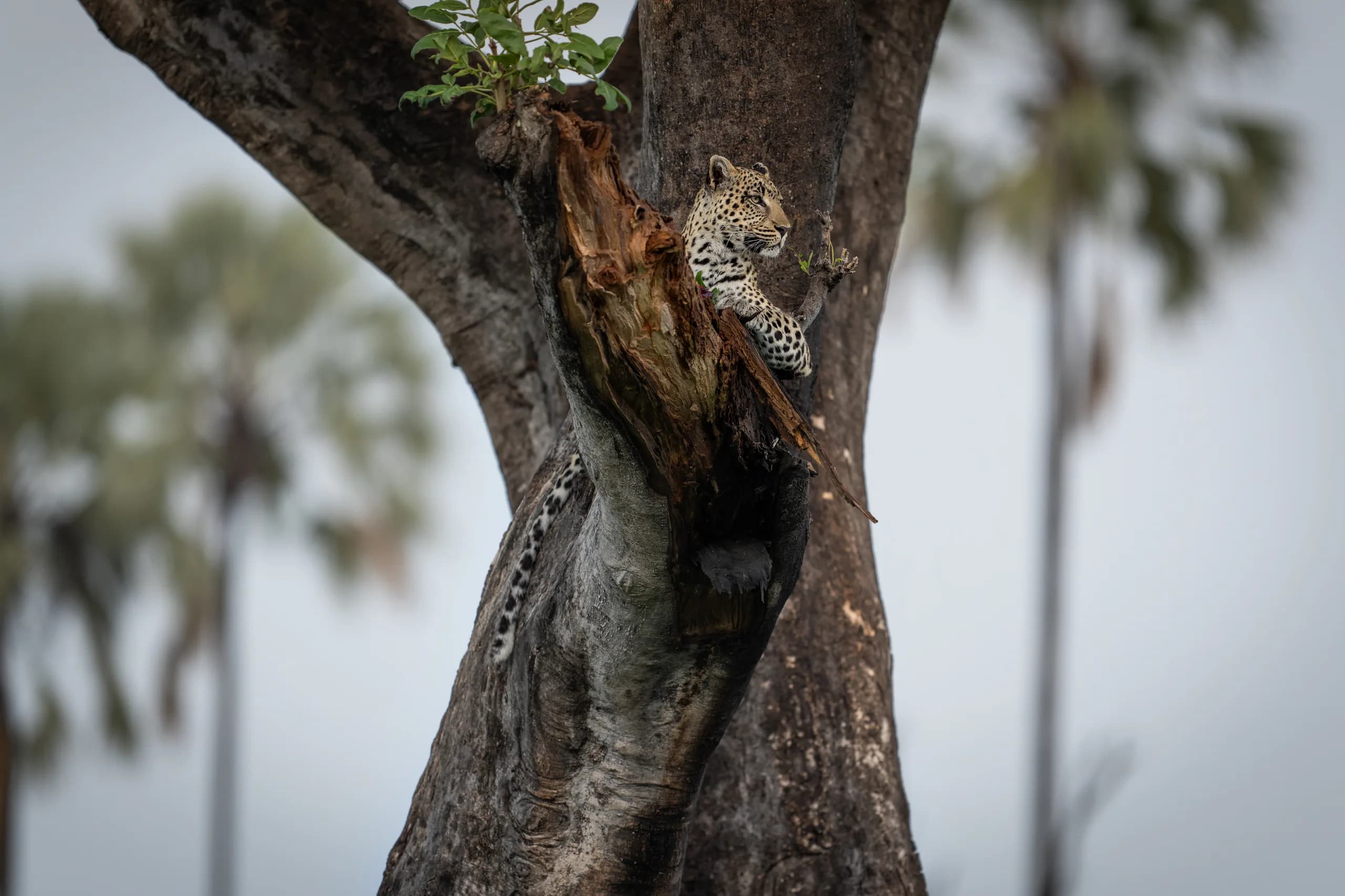 A leopard in a tree in Singita's Okavango Delta concession