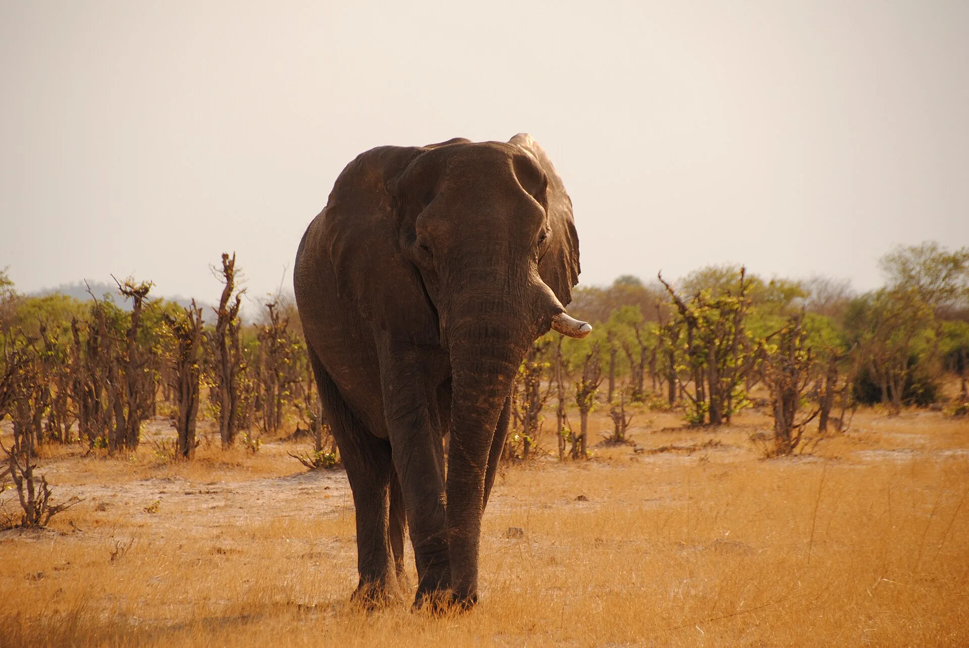 Belmond Savute Elephant Lodge
