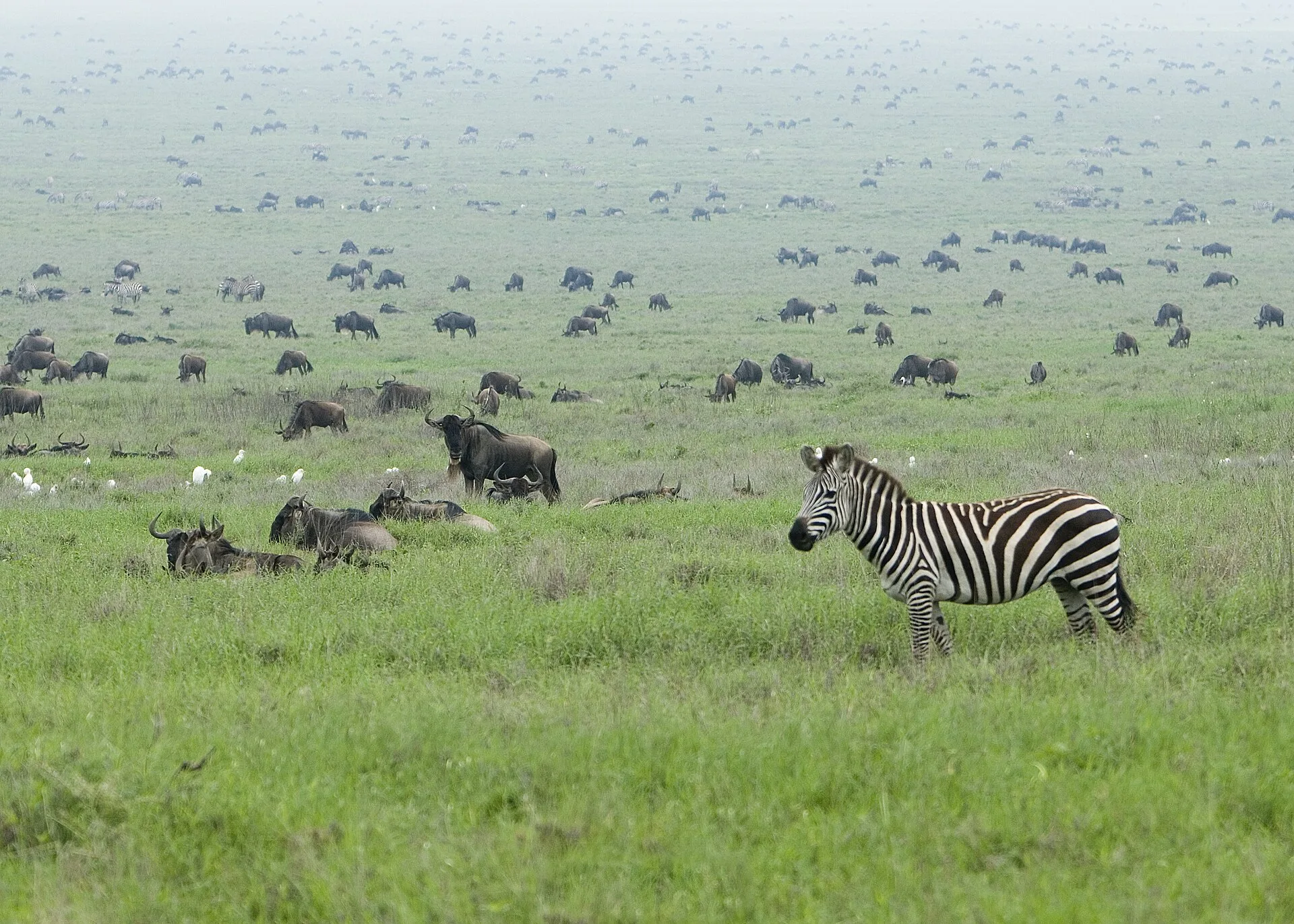 Four Seasons Safari Lodge Serengeti