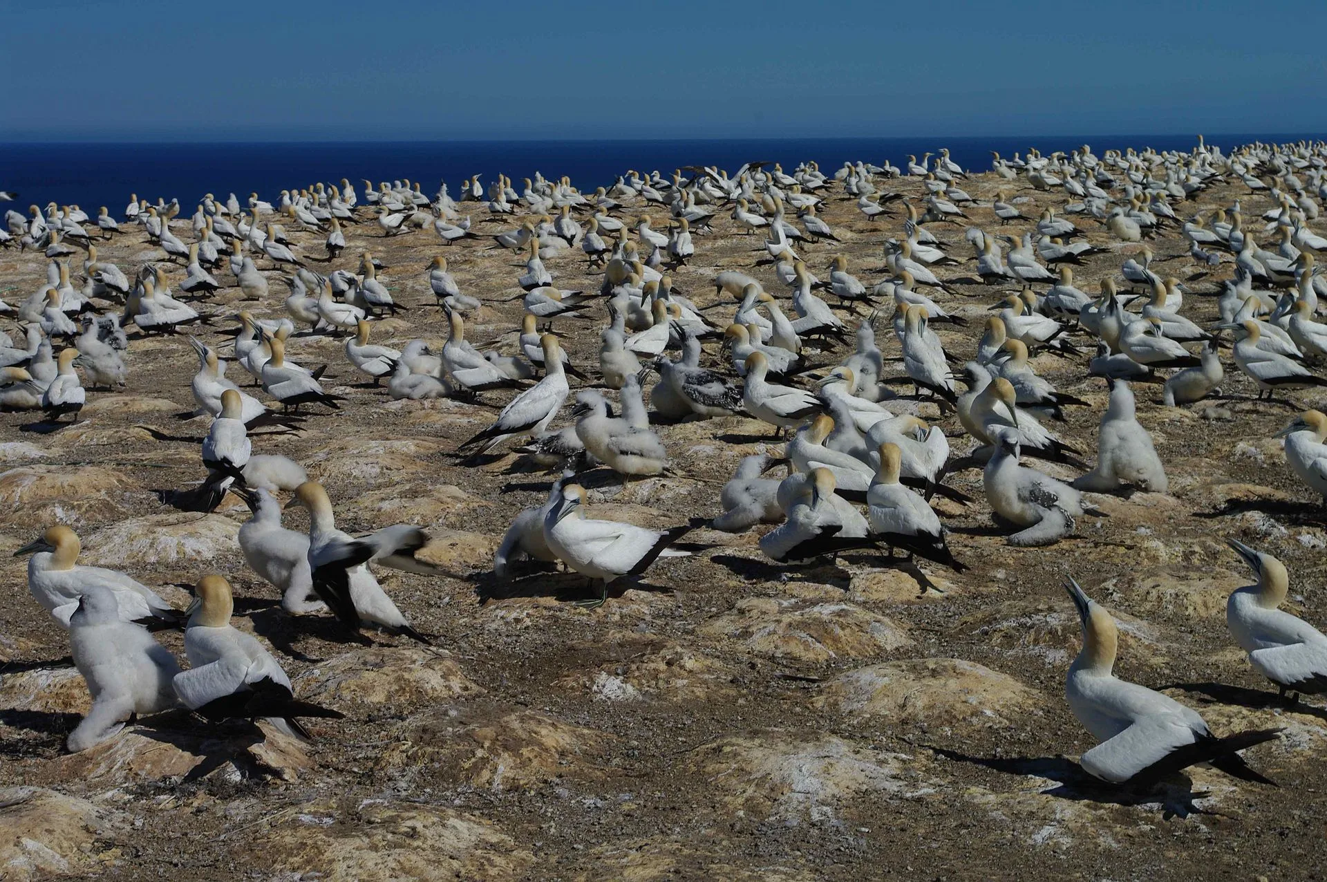 Rosewood Cape Kidnappers
